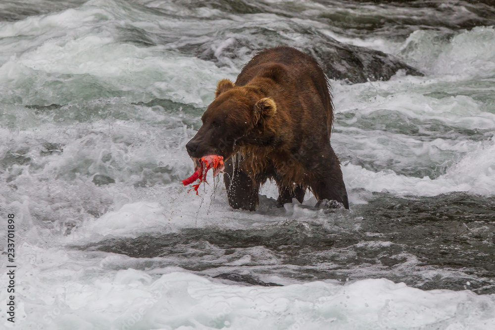 Grizzly bear in Alaska Katmai National Park hunts salmons (Ursus arctos horribilis) Grizzly bear in Alaska Katmai National Park hunts salmons (Ursus arctos horribilis)