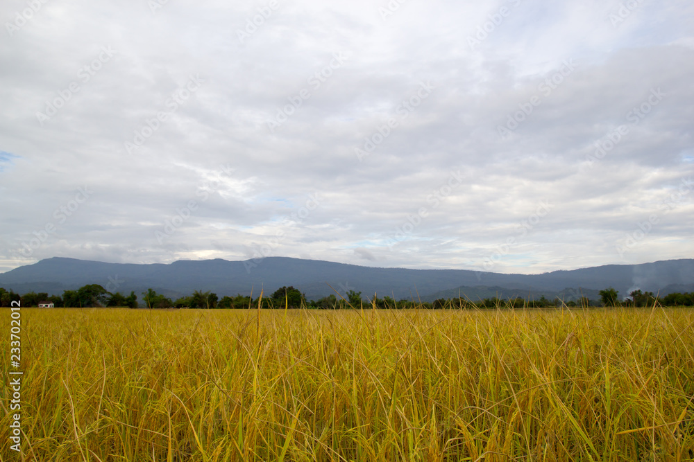 Rice field in Laos Rice field in Laos