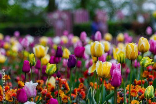 Colorful tulips in garden  Netherlands