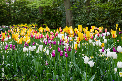 Colorful tulips in garden, Netherlands