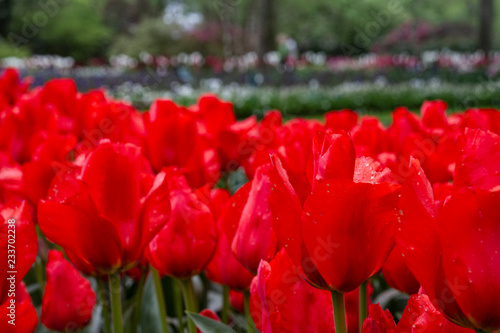 Red tulips with beautiful bouquet background  Tulip