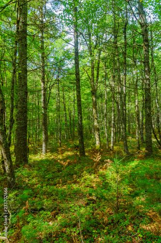 Trees and forest, in Kejimkujik National Park