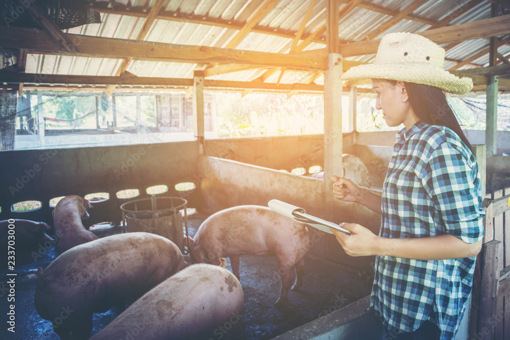 custom made wallpaper toronto digitalVeterinarian working on check and manage at agriculture farm ;woman inspecting pork plant and inspecting pig
