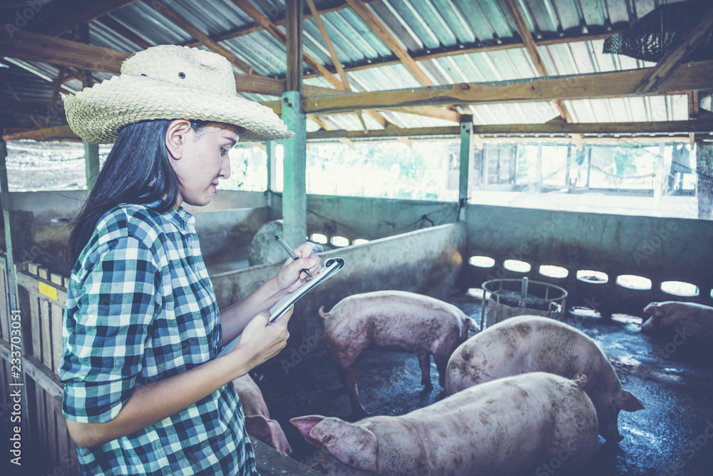 Fototapeta premium Veterinarian working on check and manage at agriculture farm ;woman inspecting pork plant and inspecting pig