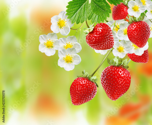 summer sweet garden fresh  strawberries