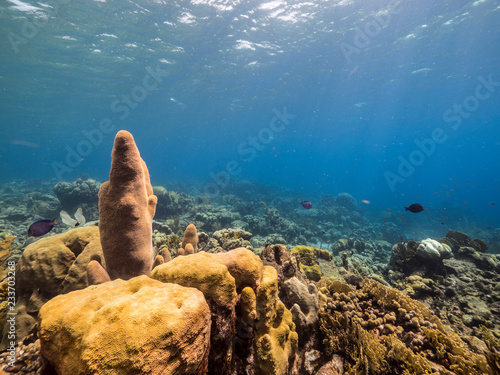 Seascape of coral reef in Caribbean Sea around Curacao at dive site Barracuda Point with pillar coral, various coral and sponge