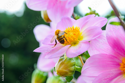 ダリアの蜜を吸う ミツバチ