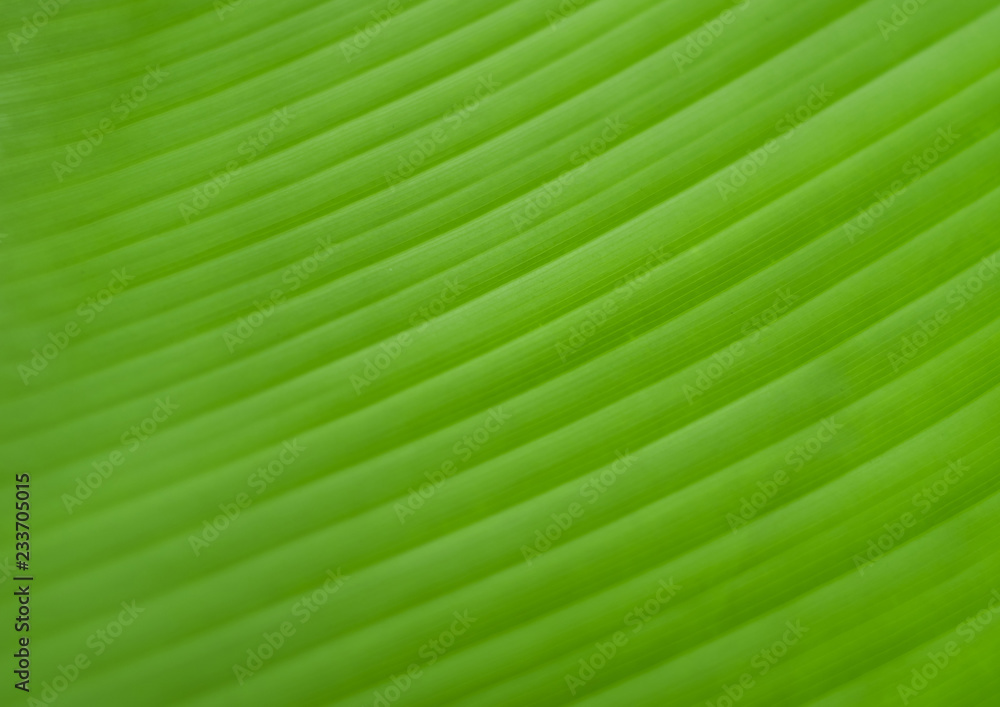Texture on surface on banana Leaf as background Texture on surface on banana Leaf as background