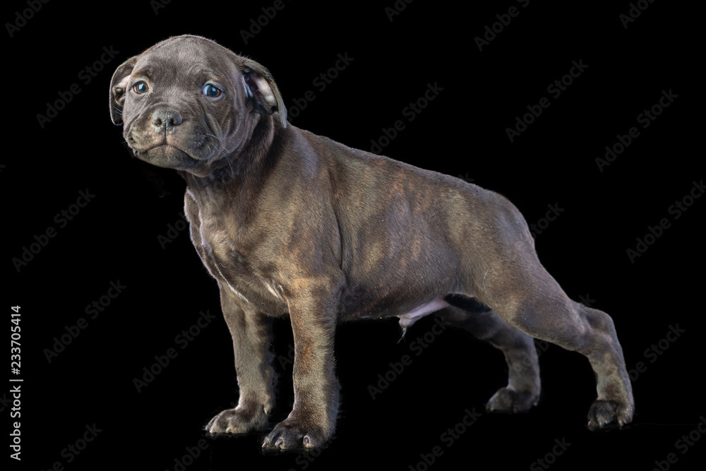 cute brown english staffordshire bull terrier puppy looking up on dark background, close-up 
