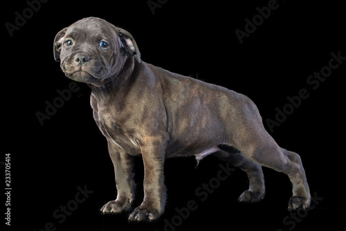 cute brown english staffordshire bull terrier puppy looking up on dark background  close-up   