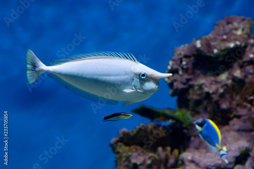Bluespine unicorn fish. This is a fish with a powerful and elongated body. The main color is not bright enough  with age it becomes a bit brighter as well with the age of the horn 
