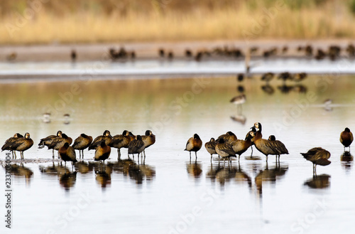 Dendrocygne veuf,.Dendrocygna viduata, White faced Whistling Duck