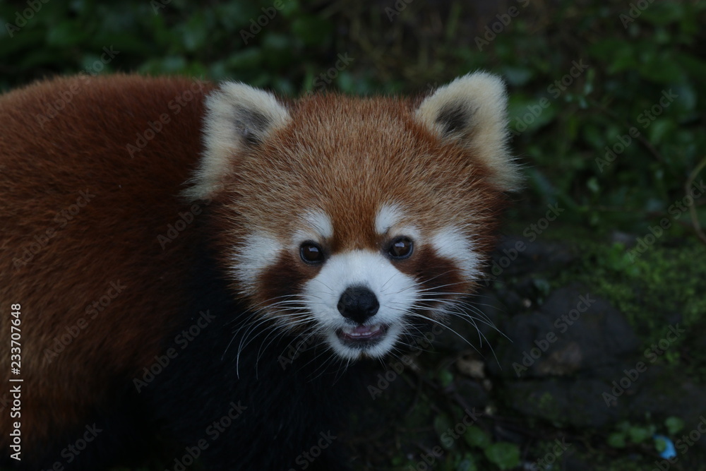 Funny Red Panda is Looking for Food Funny Red Panda is Looking for Food