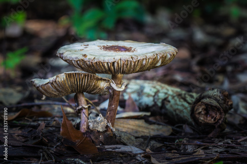 Cogumelos Brasileiros - São encontrados sempre na estação chuvosa.