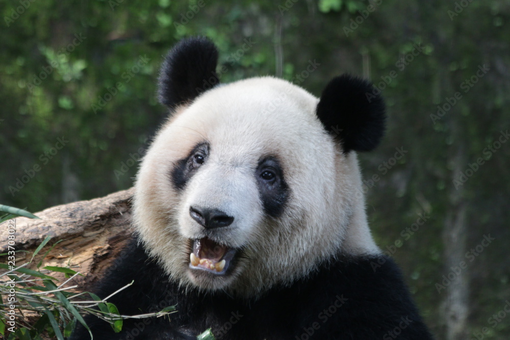 Fototapeta premium Cute Giant Panda in China