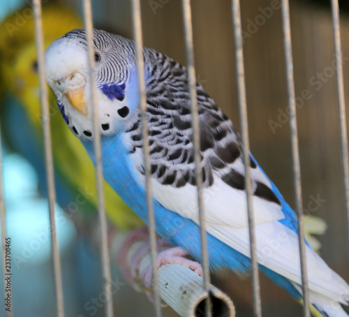 parrot with black white and blue feathers in a cage