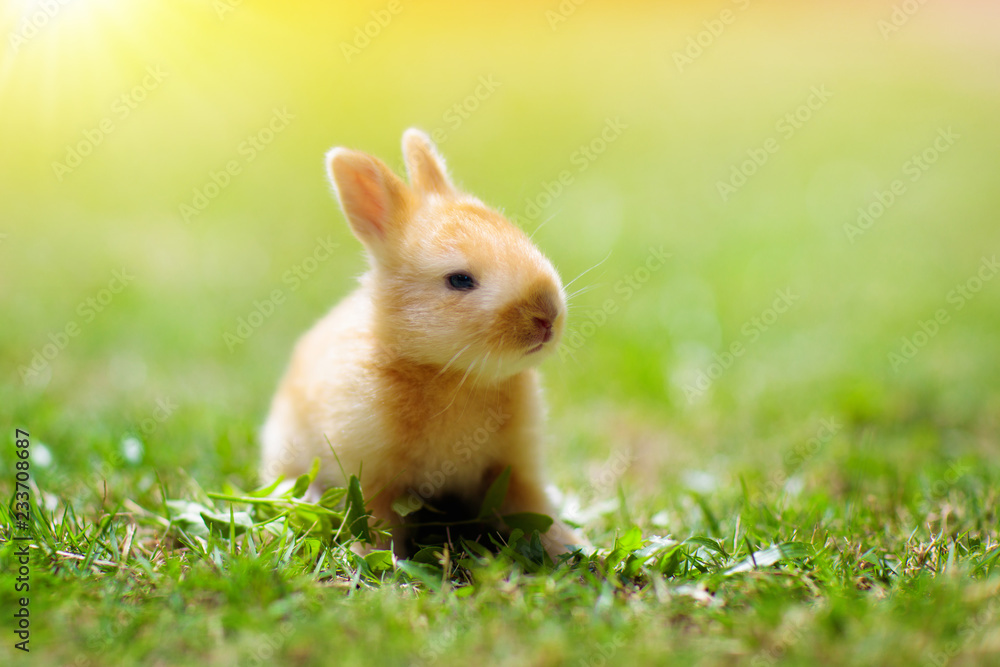 Baby rabbit outdoor. Easter bunny. Baby rabbit outdoor. Easter bunny.