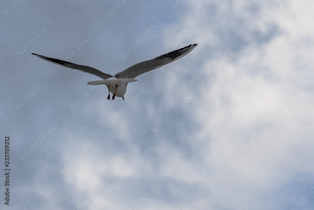 seagull