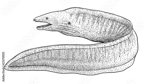 Moray illustration, drawing, engraving, ink, line art, vector