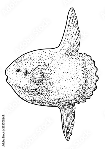 Sunfish or moonfish illustration, drawing, engraving, ink, line art, vector