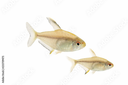 Aquarium fish isolated White Backgound Hyphessobrycon photo