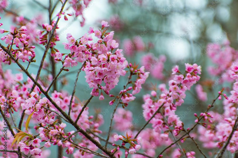 pink flower pink flower