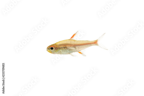 Aquarium fish isolated White Backgound Hemigrammus erythrozonus