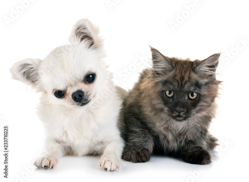 Fototapeta Naklejka Na Ścianę i Meble -  maine coon kitten and chihuahua