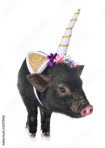 unicorn vietnamese pig in studio photo