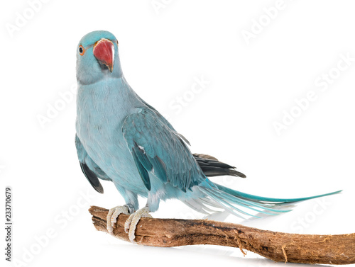 Fotografie Rose-ringer parakeet in studio