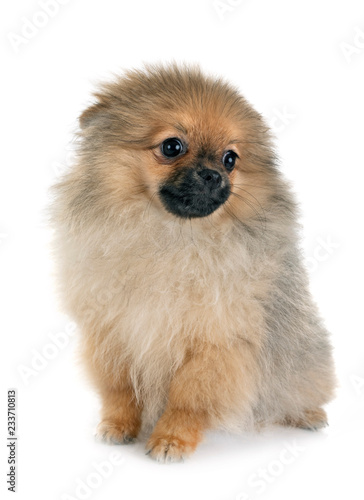 Fototapeta Naklejka Na Ścianę i Meble -  puppy pomeranian in studio