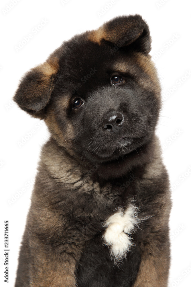 Close-up portrait of a young American Akita puppy on white background