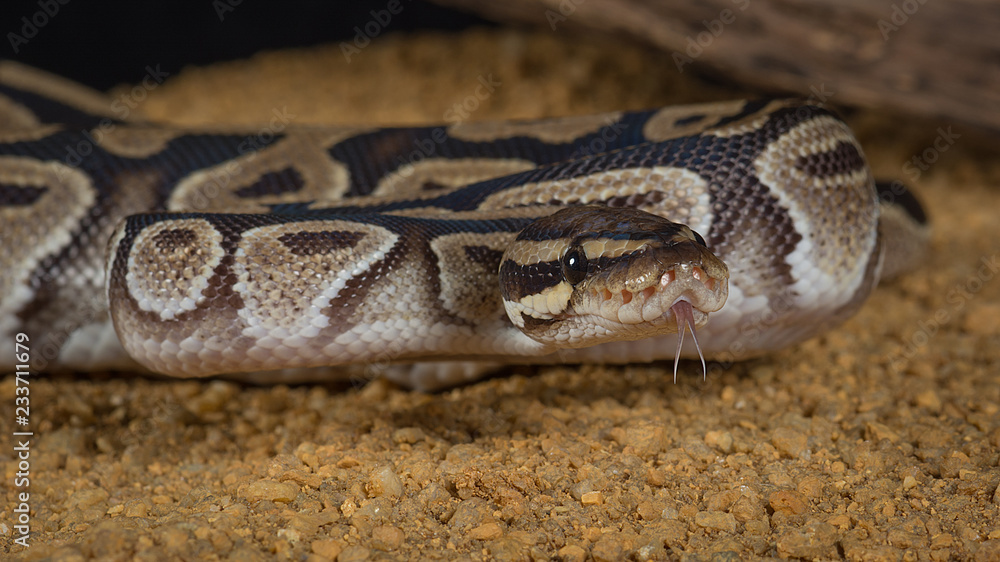 A very close photograph of a royal pyton with its forked tongue protruding - it is taken from a low angle and the snake is facing forward A very close photograph of a royal pyton with its forked tongue protruding - it is taken from a low angle and the snake is facing forward