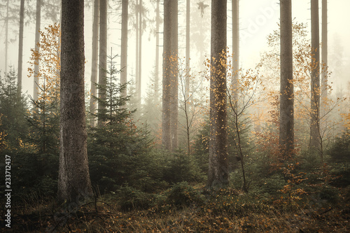 Nebel im Kaufunger Wald