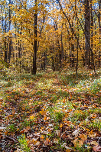 Forest in the golden season of autumn, fallen leaves and the sun. The path is overgrown. The brightest time of autumn is golden autumn.