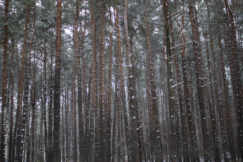 trees in winter forest