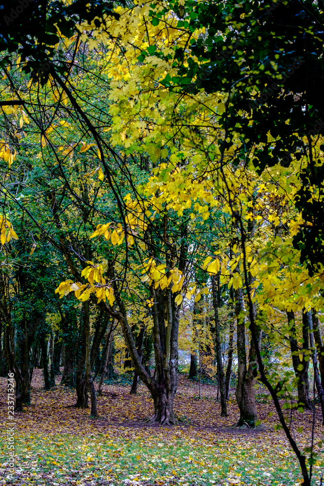 Naklejka premium Autumn 8