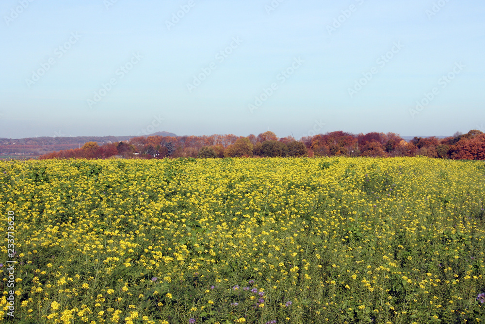 La campagne an jaune La campagne an jaune