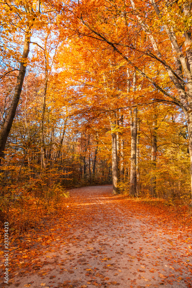 Bunter Herbstwald mit Morgensonne Bunter Herbstwald mit Morgensonne