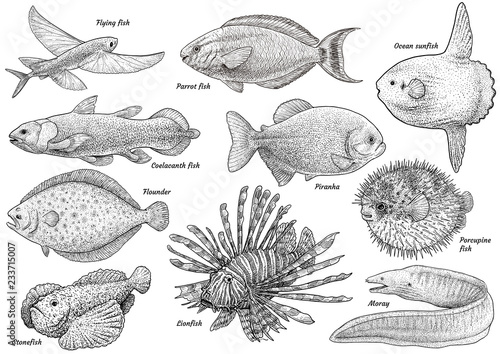 Tropical fish collection illustration, drawing, engraving, ink, line art, vector
