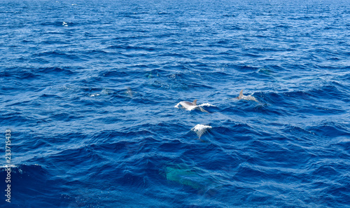 Dolphins swimming in the deep blue sea in wildlife in the ocean