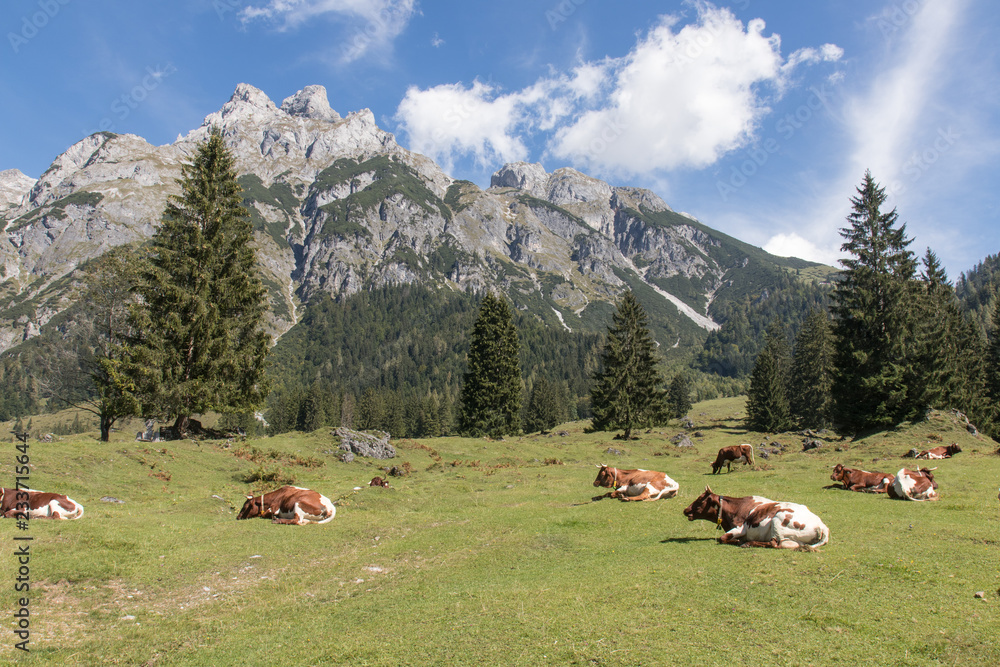 Fototapeta premium cows within a mountain landscape next to Werfenweng