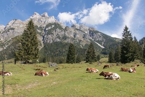 cows within a mountain landscape next to Werfenweng