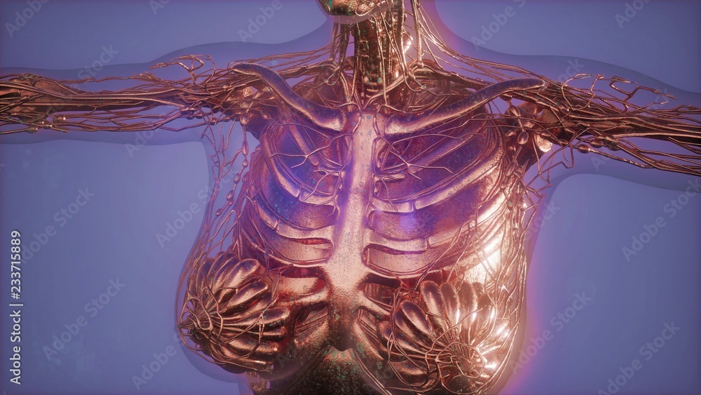 Obraz premium Mammogram radio imaging for breast cancer diagnosis