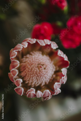 Closeup of blooming pink gerbera daisy