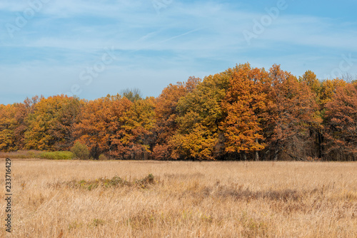 Oak forest painted in autumn color palette. The brightest time of autumn is golden autumn. Trees, before plunging into a long sleep, throw gold clothes from rapidly yellowing leaves.