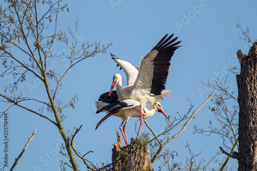 White Stork (Ciconia ciconia) sitting on the trunk of a dead tree and bill-clattering in the nature reserve Moenchbruch near Frankfurt, Germany.