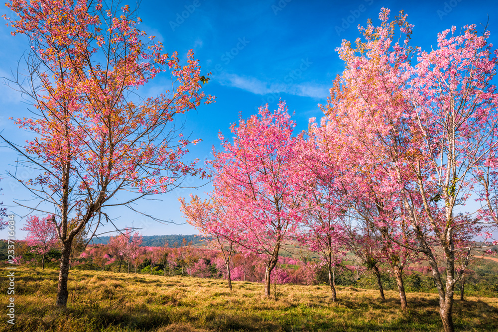Wild himalayan cherry in sunshine day on top of mountain Wild himalayan cherry in sunshine day on top of mountain
