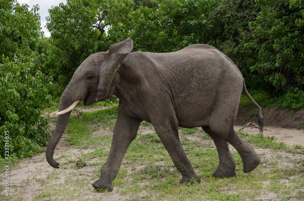 African elephants in Chobe National Park, Botswana