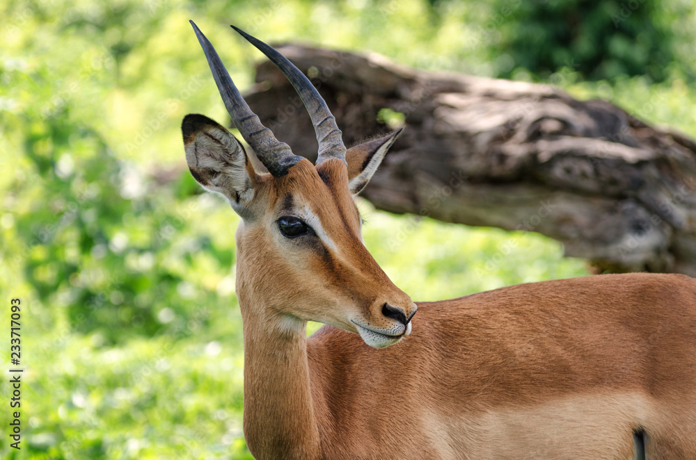 African impala in Chobe National Park, Botswana African impala in Chobe National Park, Botswana